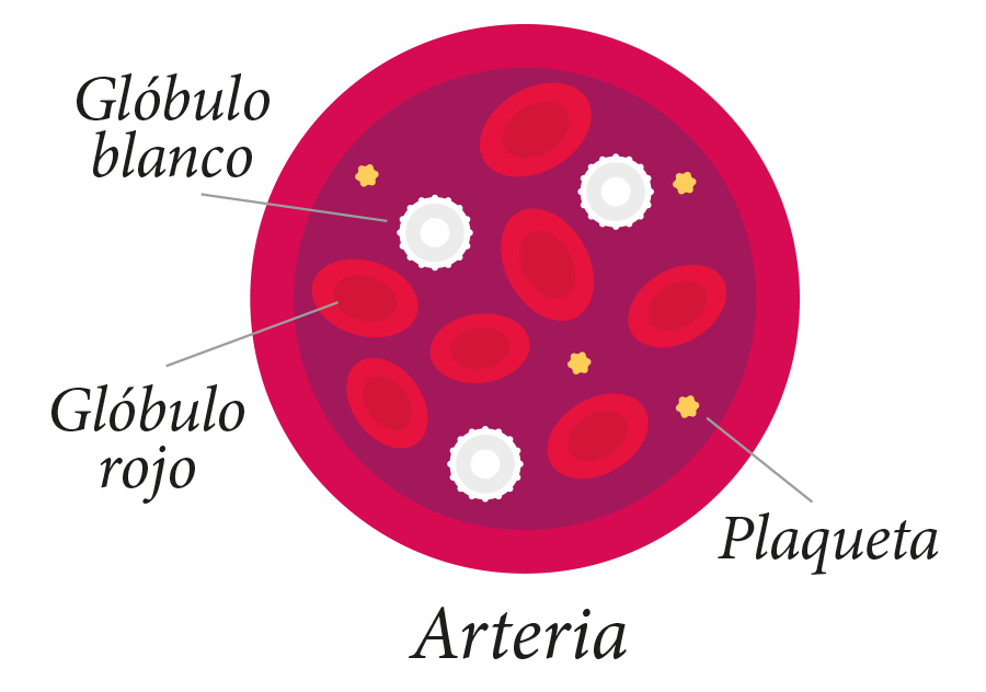 sangre-componentes-hemofilia.png